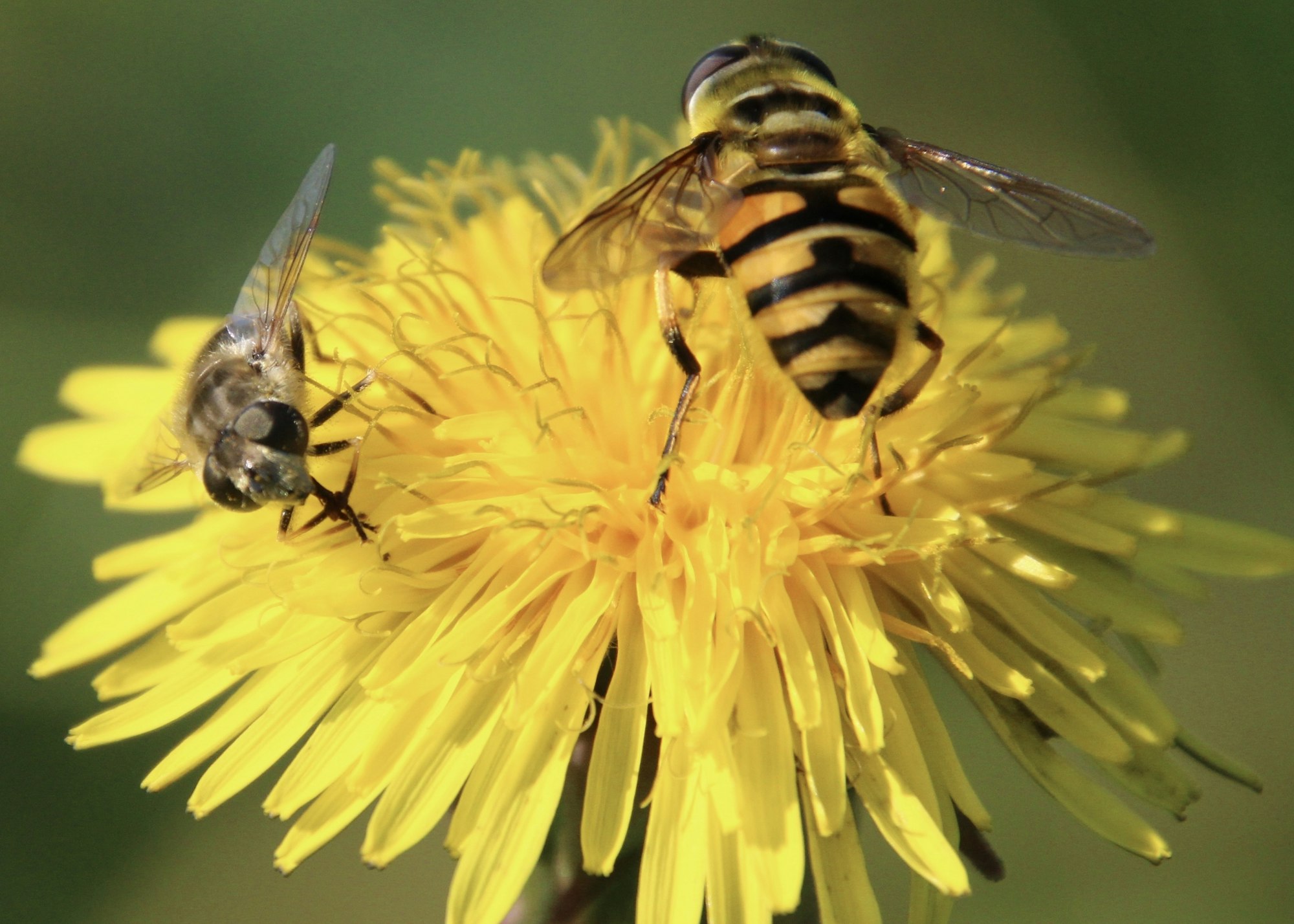 Yellow flower with a bee and a wasp..