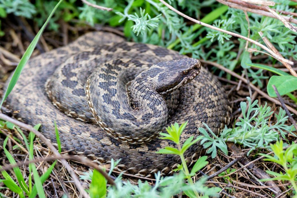 Vipera ursinii or meadow viper