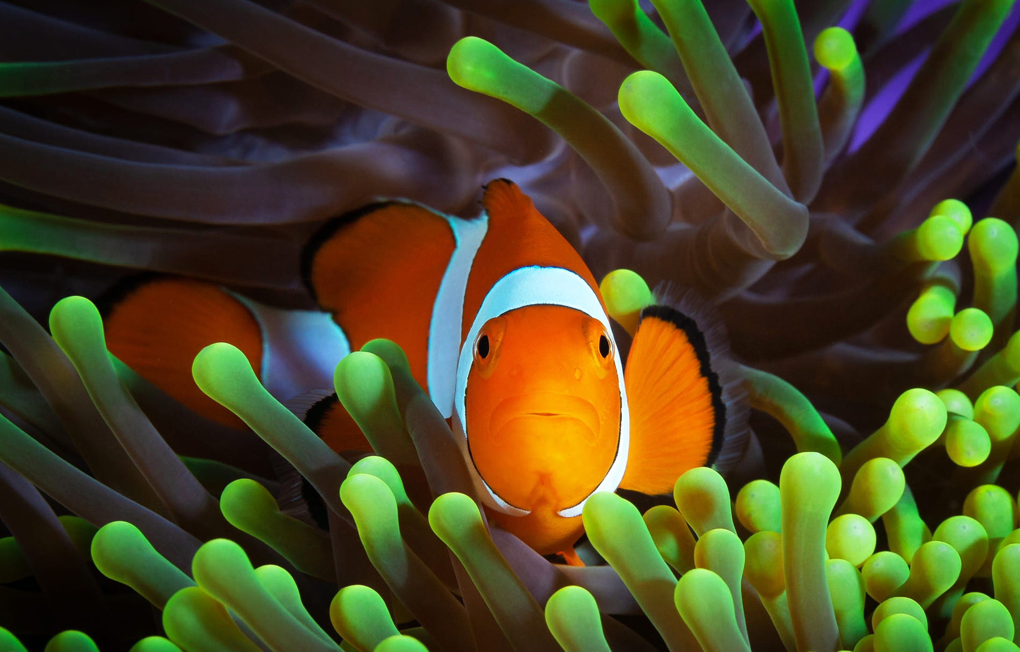 Anemone fish, clown fish, underwater photo