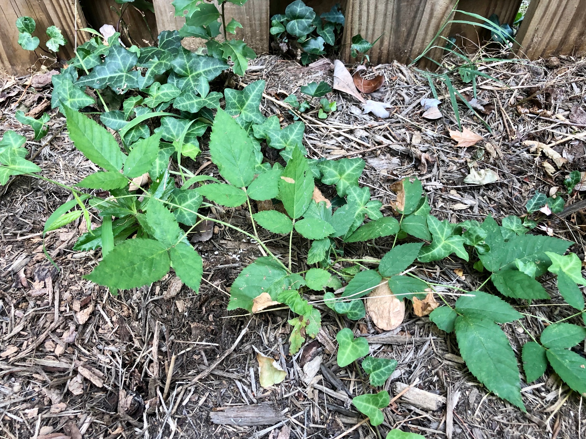 Poison ivy look alike in backyard